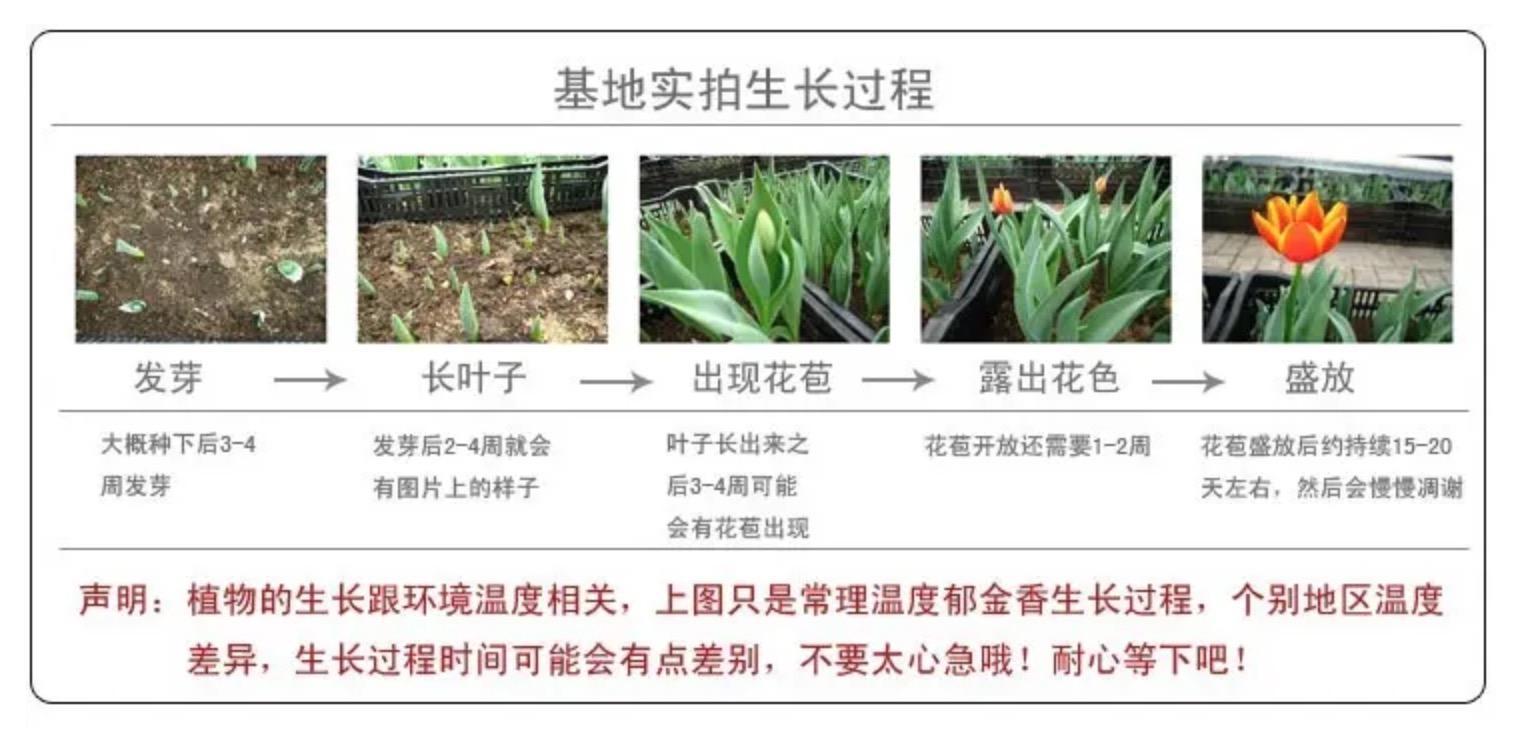 茎植物生长过程