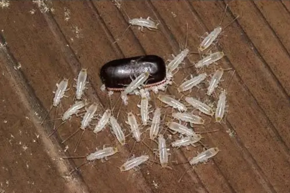 蟑螂幼虫