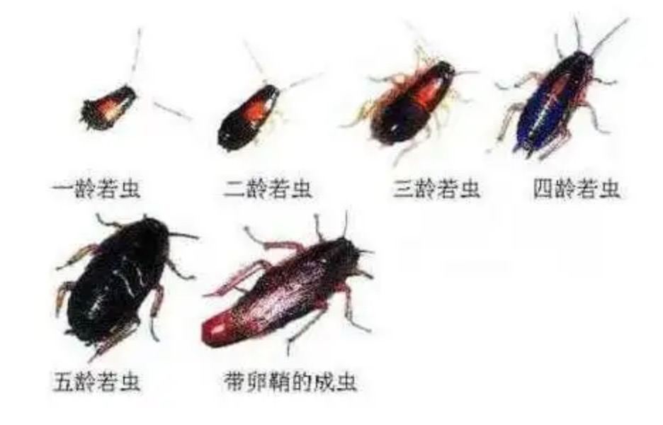 蟑螂幼虫成长过程