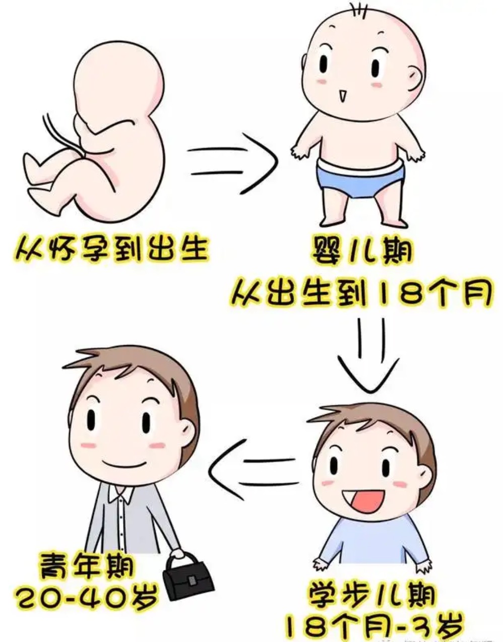 成长的周期 成长的周期