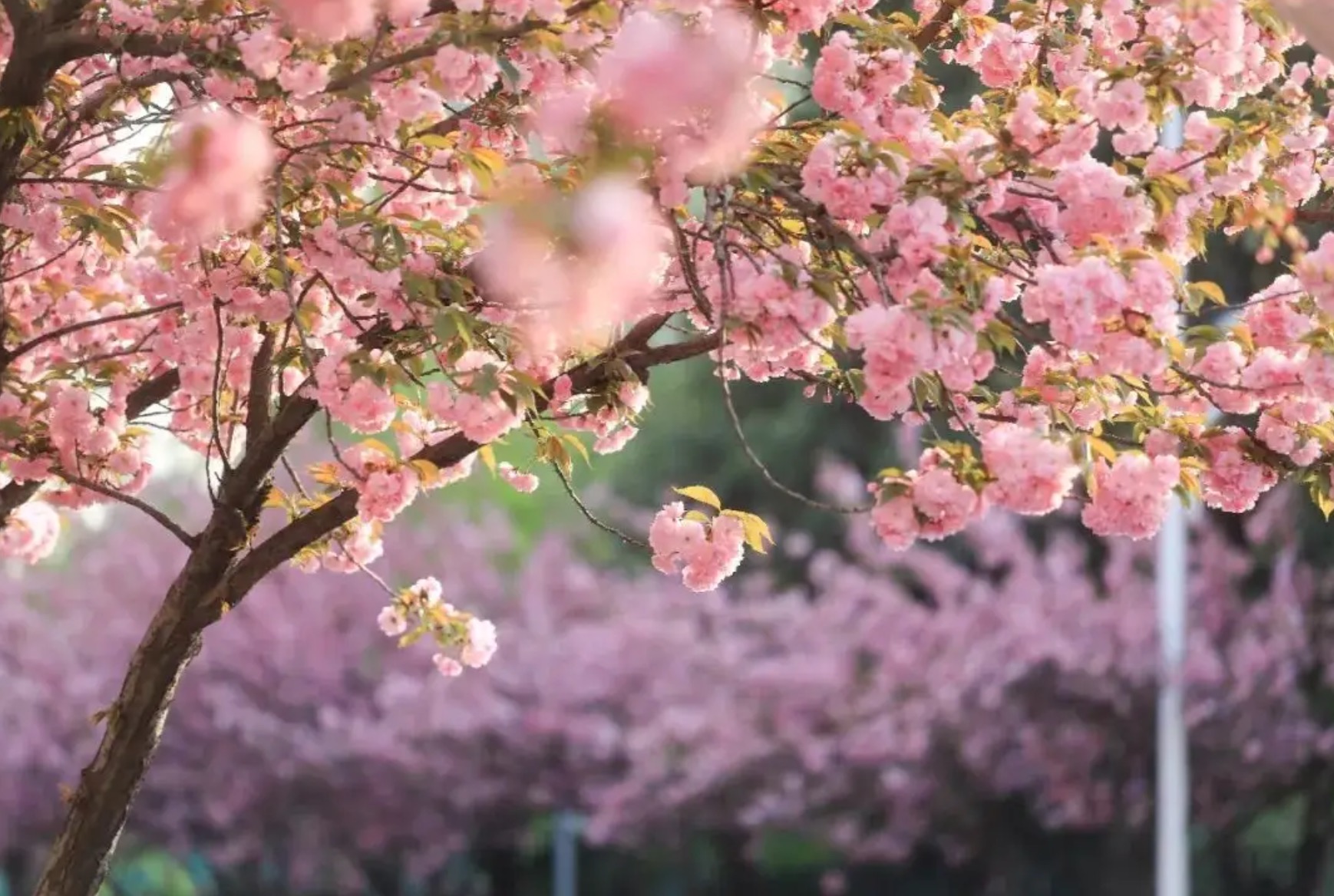 樱花的颜色