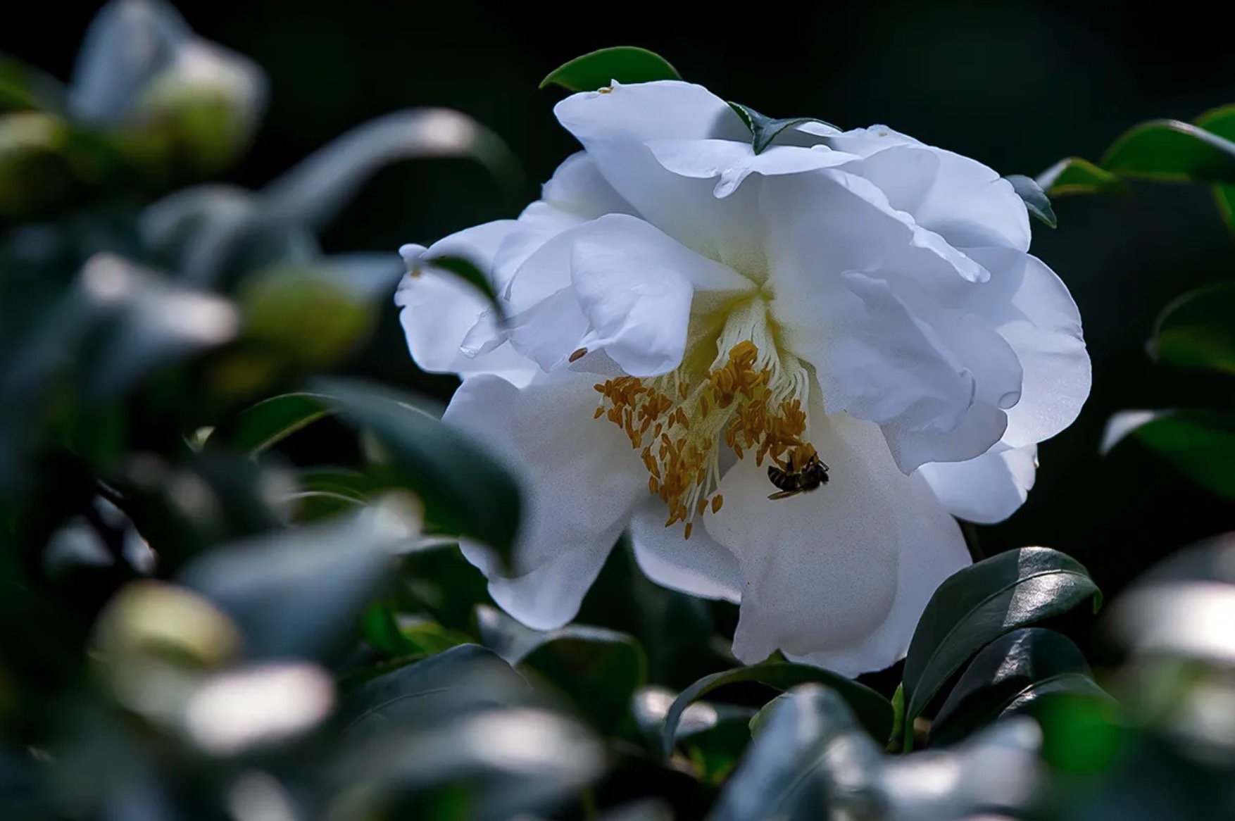 白山茶花